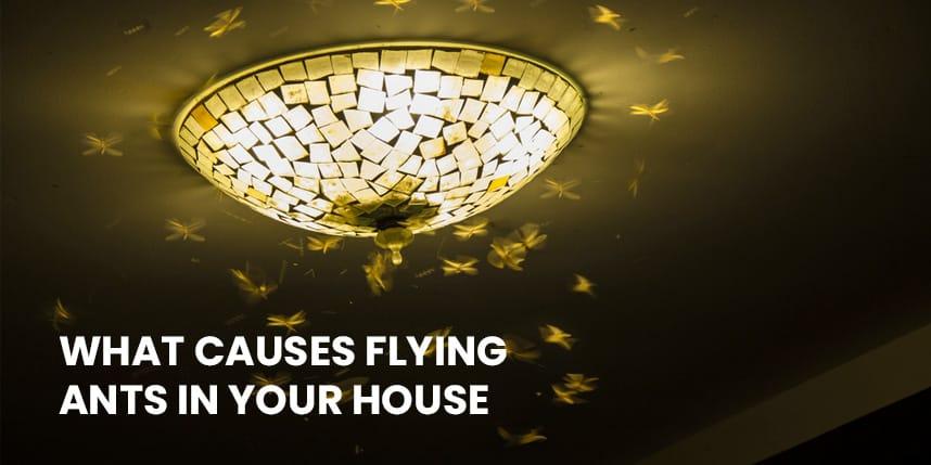 what causes flying ants in your house in the summer